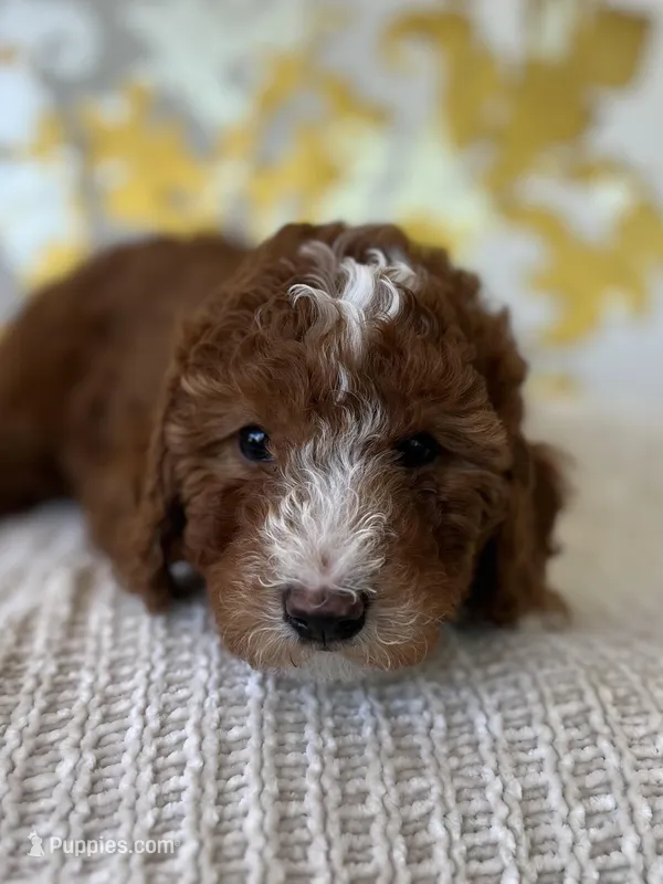 Cooper – Miniature Goldendoodle puppy for sale in West Palm Beach, FL