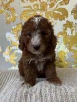 Cooper, a male Miniature Goldendoodle for sale in West Palm Beach, FL – Photo 7 of 9