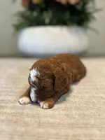 Cooper, a male Miniature Goldendoodle for sale in West Palm Beach, FL – Photo 5 of 5