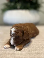 Cooper, a male Miniature Goldendoodle for sale in West Palm Beach, FL – Photo 3 of 5