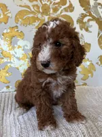Cooper, a male Miniature Goldendoodle for sale in West Palm Beach, FL – Photo 5 of 9