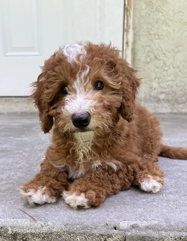 Cooper – Miniature Goldendoodle puppy for sale in West Palm Beach, FL