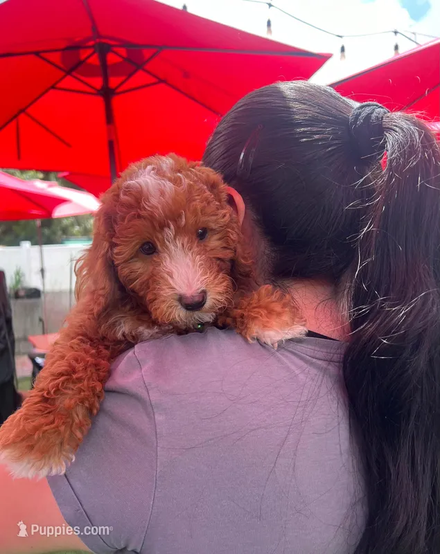 Cooper – Miniature Goldendoodle puppy for sale in West Palm Beach, FL