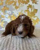 Cooper, a male Miniature Goldendoodle for sale in West Palm Beach, FL – Photo 9 of 9