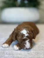 Cooper, a male Miniature Goldendoodle for sale in West Palm Beach, FL – Photo 2 of 5