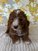 Cooper, a male Miniature Goldendoodle for sale in West Palm Beach, FL – Photo 3 of 9