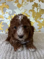 Cooper, a male Miniature Goldendoodle for sale in West Palm Beach, FL – Photo 2 of 9