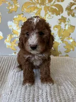 Cooper, a male Miniature Goldendoodle for sale in West Palm Beach, FL – Photo 8 of 9