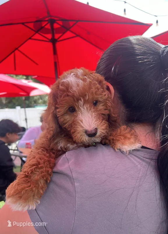 Cooper, a male Miniature Goldendoodle for sale in West Palm Beach, FL – Photo 1 of 8