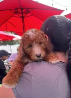 Cooper, a male Miniature Goldendoodle for sale in West Palm Beach, FL – Photo 1 of 8