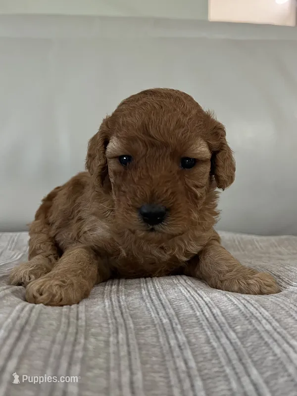 Avery – Miniature Goldendoodle puppy for sale in West Palm Beach, FL