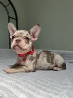 Shelly, a female French Bulldog for sale in West Palm Beach, FL – 9 of 10