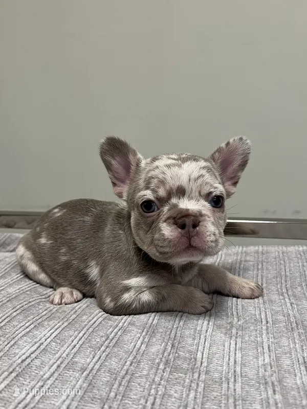 Gracie – French Bulldog puppy for sale in West Palm Beach, FL
