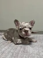 Gracie, a female French Bulldog for sale in West Palm Beach, FL – 3 of 6