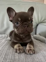 Godiva, a female French Bulldog for sale in West Palm Beach, FL – 6 of 8