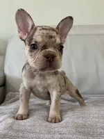 Shelly, a female French Bulldog for sale in West Palm Beach, FL – 4 of 8