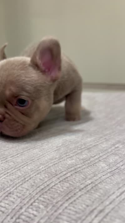 Bucky, a male French Bulldog for sale in West Palm Beach, FL – 9 of 9