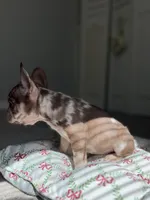 Maple, a female French Bulldog for sale in West Palm Beach, FL – Photo 4 of 10