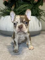 Maple, a female French Bulldog for sale in West Palm Beach, FL – Photo 7 of 10