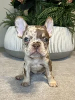 Maple, a female French Bulldog for sale in West Palm Beach, FL – Photo 5 of 10