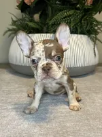 Maple, a female French Bulldog for sale in West Palm Beach, FL – Photo 6 of 10