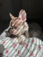 Maple, a female French Bulldog for sale in West Palm Beach, FL – Photo 3 of 10