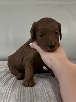 Cindy, a female Miniature Goldendoodle for sale in West Palm Beach, FL – 7 of 10
