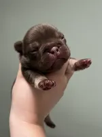 Godiva, a female French Bulldog for sale in West Palm Beach, FL – 4 of 6