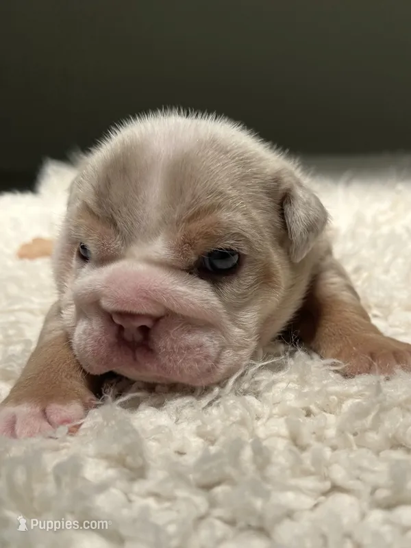 Winnie – English Bulldog puppy for sale in West Palm Beach, FL