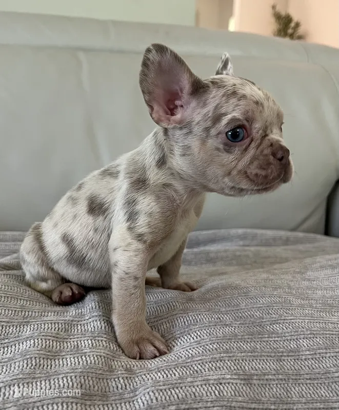 Gema – French Bulldog puppy for sale in West Palm Beach, FL