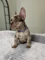 Milano, a female French Bulldog for sale in West Palm Beach, FL – 4 of 9