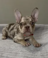 Shelly, a female French Bulldog for sale in West Palm Beach, FL – 2 of 10