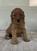 Whiskey, a male Miniature Goldendoodle for sale in West Palm Beach, FL – 2 of 5