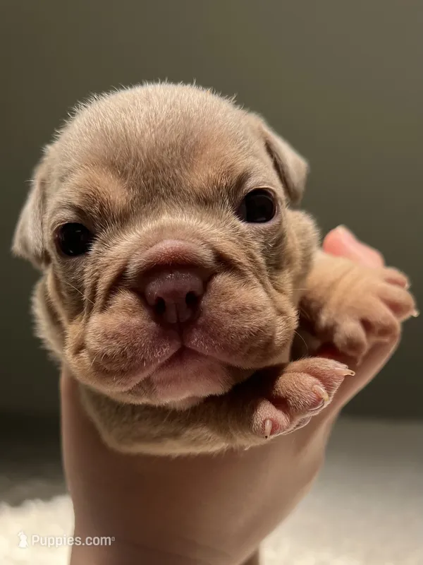 Lady – English Bulldog puppy for sale in West Palm Beach, FL