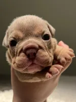 Lady, a female English Bulldog for sale in West Palm Beach, FL – 1 of 6