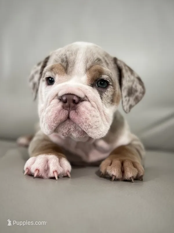 Winnie – English Bulldog puppy for sale in West Palm Beach, FL
