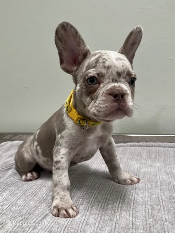 Finely  – French Bulldog puppy for sale in West Palm Beach, FL