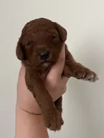 Willow, a female Miniature Goldendoodle for sale in West Palm Beach, FL – 2 of 5