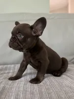 Bear , a male French Bulldog for sale in West Palm Beach, FL – 7 of 9