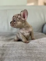 Emma, a female French Bulldog for sale in West Palm Beach, FL – 4 of 5