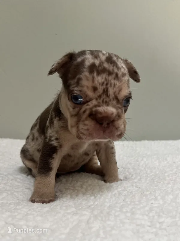 Muffin – French Bulldog puppy for sale in West Palm Beach, FL