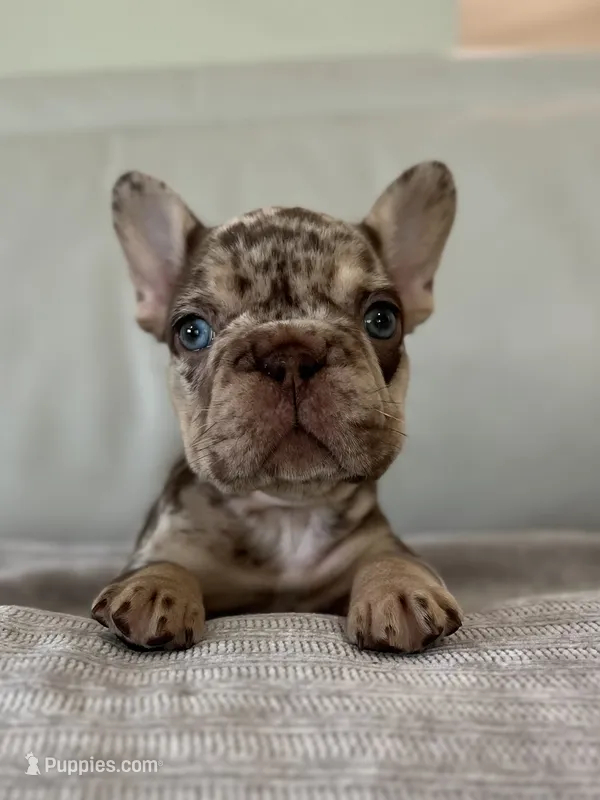 Muffin – French Bulldog puppy for sale in West Palm Beach, FL