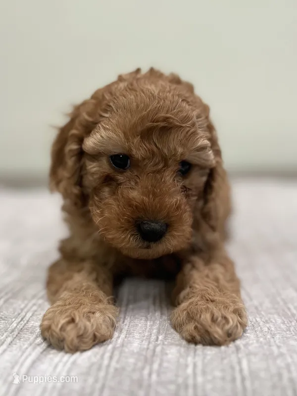 Avery – Miniature Goldendoodle puppy for sale in West Palm Beach, FL
