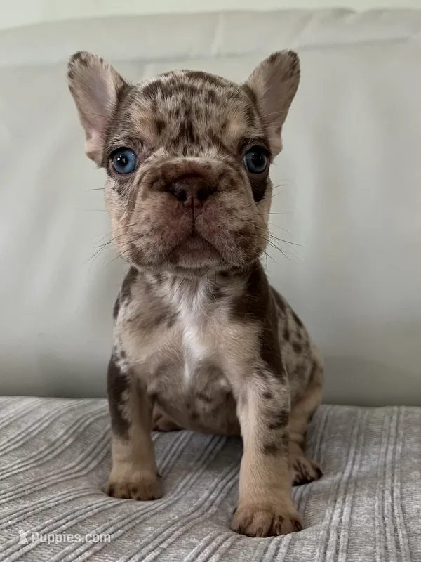 Muffin – French Bulldog puppy for sale in West Palm Beach, FL