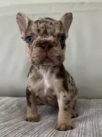 Muffin, a female French Bulldog for sale in West Palm Beach, FL – 1 of 9