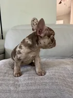 Milano, a female French Bulldog for sale in West Palm Beach, FL – 9 of 9