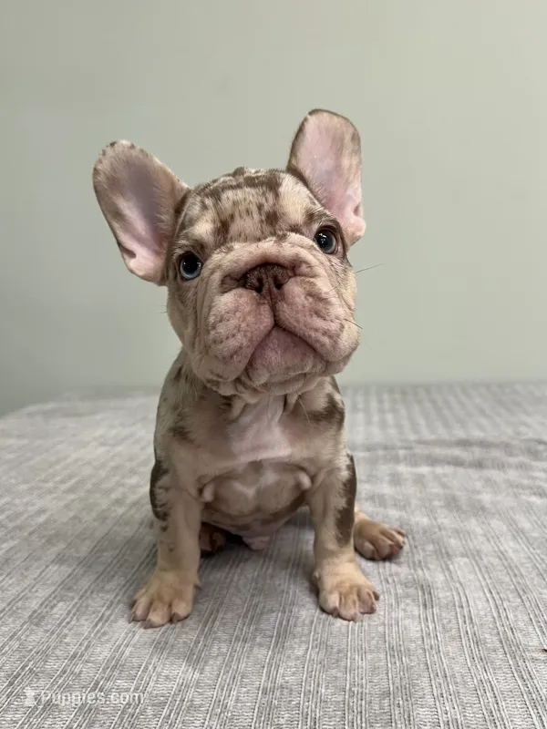 Archie – French Bulldog puppy for sale in West Palm Beach, FL