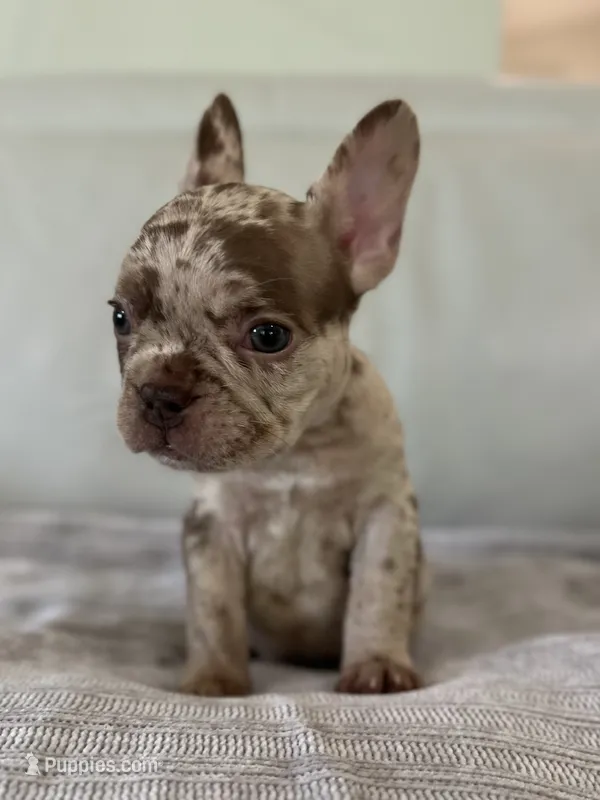 Milano – French Bulldog puppy for sale in West Palm Beach, FL