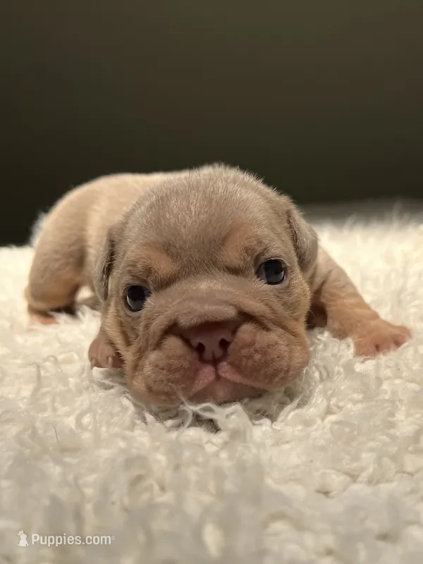 Tank – English Bulldog puppy for sale in West Palm Beach, FL
