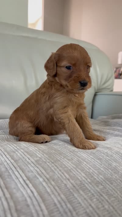 Whiskey, a male Miniature Goldendoodle for sale in West Palm Beach, FL – 5 of 5